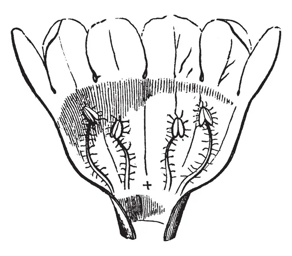 一张照片显示了杰拉迪亚 它属于刺五加科 原产于美洲 花瓣是开放的 以显示四个雄蕊 复古线画或雕刻插图 — 图库矢量图片