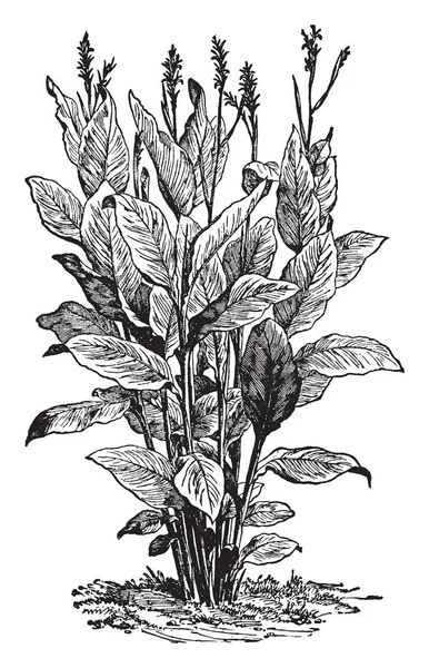 식물의 종류의 제품군입니다 Cannas 가까운 관계는 생강목 그룹은 Zingiberaceae Musaceae — 스톡 벡터