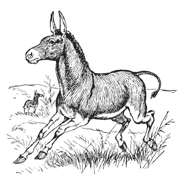 Burro Selvagem Acreditado Para Ser Antepassado Burro Doméstico Desenho Linha — Vetor de Stock