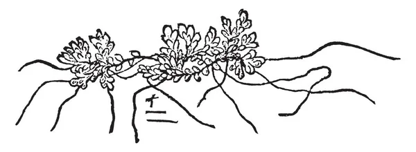 Азолла Каролиниана Небольшое Плавающее Крошечное Растение Поверхность Листьев Мягкая Корни — стоковый вектор