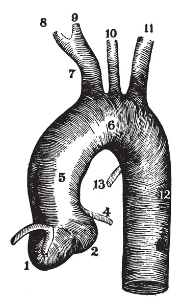 Este Diagrama Representa Aorta Artérias Conectoras Desenho Linha Vintage Gravura — Vetor de Stock