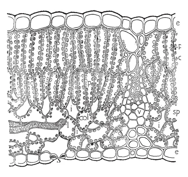 一张图片 显示表皮 末端的静脉看到和从侧面 由拉长和带状细胞 复古线条画或雕刻插图 — 图库矢量图片