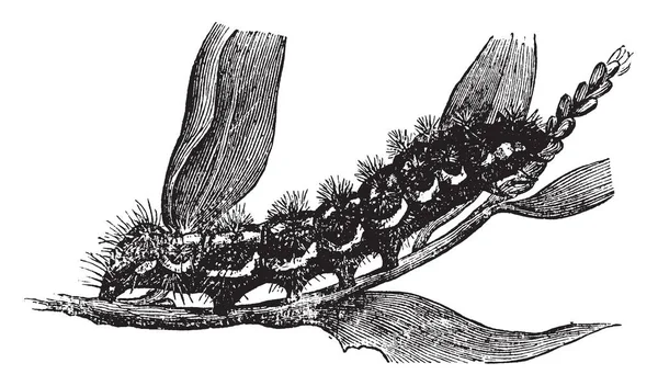 ハコヤナギを食べますまみれて短剣を離れると ビンテージの線描画や彫刻イラスト — ストックベクタ