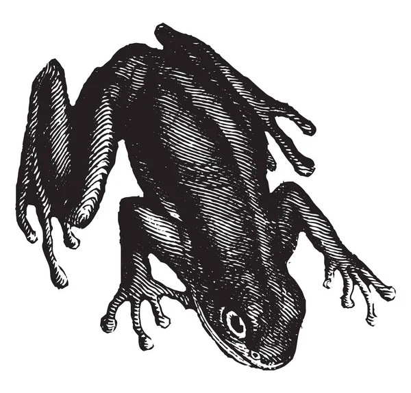 Yeşil Ağaç Kurbağası Enayiler Onun Ayak Parmakları Vintage Çizgi Çizme — Stok Vektör