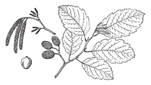 Branches Gray Alder Vintage Line Drawing Engraving Illustration — Stock Vector