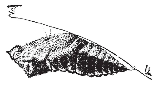 Swallowtail Chrysalis Vintage Ingraverad Illustration Naturhistoria Djur 1880 — Stock vektor