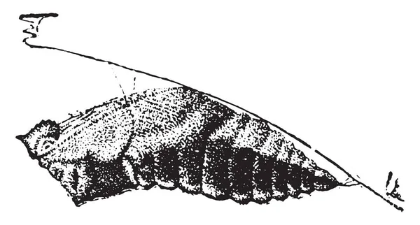 Crisalide Coda Rondine Illustrazione Incisa Epoca Storia Naturale Degli Animali — Vettoriale Stock