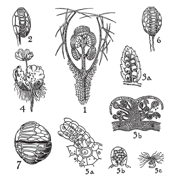 Hymenophyllaceae Cyatheaceae Багатоніжкові Листя Дуже Великий Зрілих Sporangium Волю Кільці — стоковий вектор