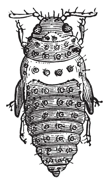 Škůdci Révy Malý Sap Sání Hmyzu Vintage Kreslení Čar Nebo — Stockový vektor