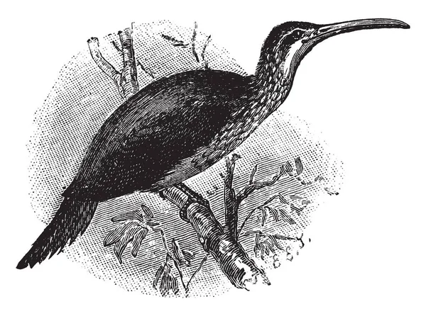 Árvore Creeper Pássaro Empoleirado Ramo Desenho Linha Vintage Gravura Ilustração — Vetor de Stock