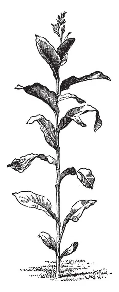 一种古老的植物形态的形象 他们是高大和长期接合 她的花朵很小很晚 复古线条画或雕刻插图 — 图库矢量图片