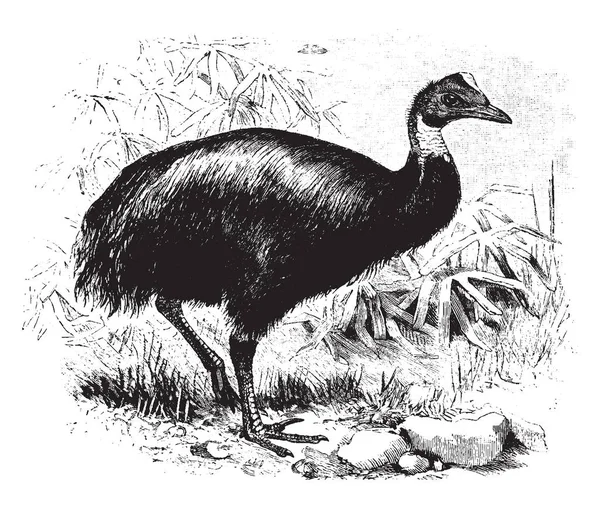 Cassowary Wattled Cui Parte Inferiore Del Collo Caruncolo Forma Pera — Vettoriale Stock