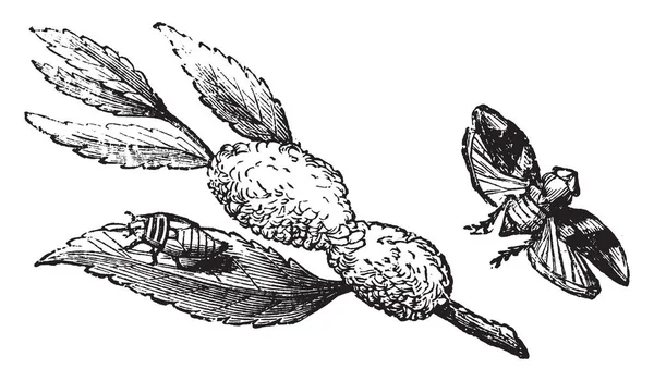 Ilustracja Reprezentuje Sekcji Pieniste Larwa Owad Doskonały Frog Hopper Vintage — Wektor stockowy
