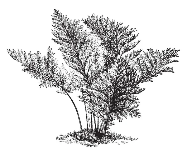 Een Afbeelding Vertoont Polypodium Vulgare Elegantissimum Het Behoort Tot Familie — Stockvector