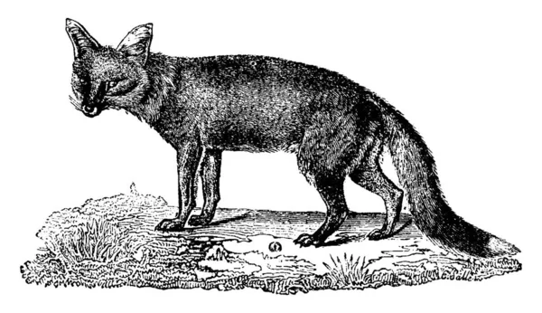 Fox Vintage Ingraverad Illustration Naturhistoria Djur 1880 — Stock vektor