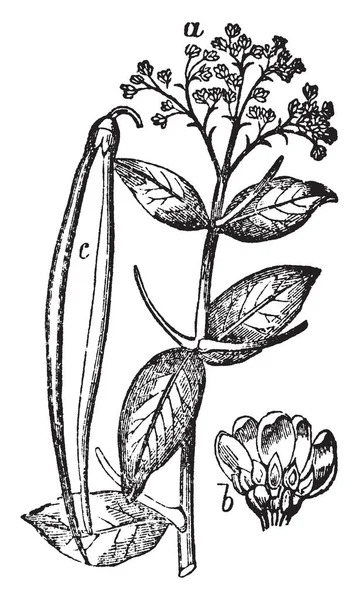 老式植物学植物图解 — 图库矢量图片