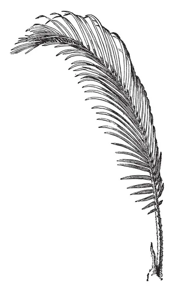 Les Feuilles Sago Palm Sont Vert Profond Semi Brillant Mesurent — Image vectorielle