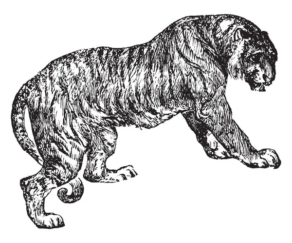 老虎是最大的猫种 最容易辨认的是它们在红色橙色 复古线条画或雕刻插图上的深色垂直条纹的图案 — 图库矢量图片