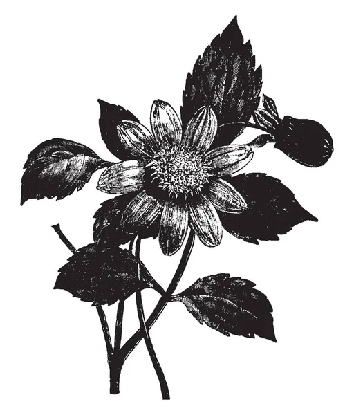 Una Imagen Muestra Dahlia Coccinea También Conocida Como Scarlet Dahlia — Archivo Imágenes Vectoriales