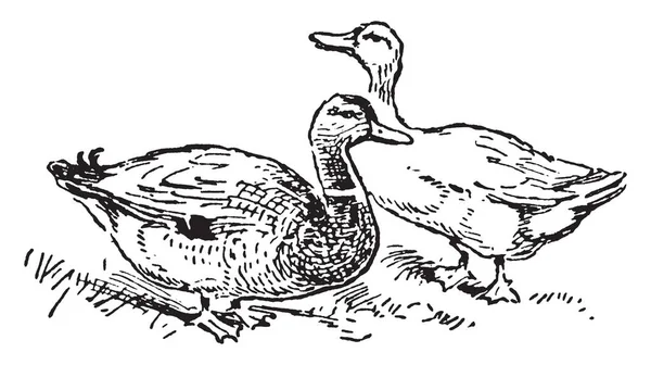 Drake Duck Canard Est Nom Commun Grand Nombre Espèces Famille — Image vectorielle