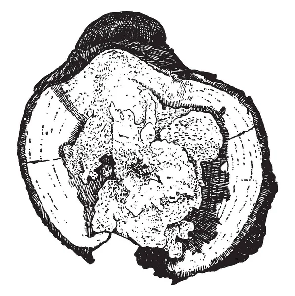 Esta Parte Crece Árbol Grande Redondo Tipo Hongo Dibujo Línea — Archivo Imágenes Vectoriales