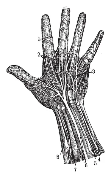 手掌和肘部神经的动脉 复古线条画或雕刻插图 — 图库矢量图片