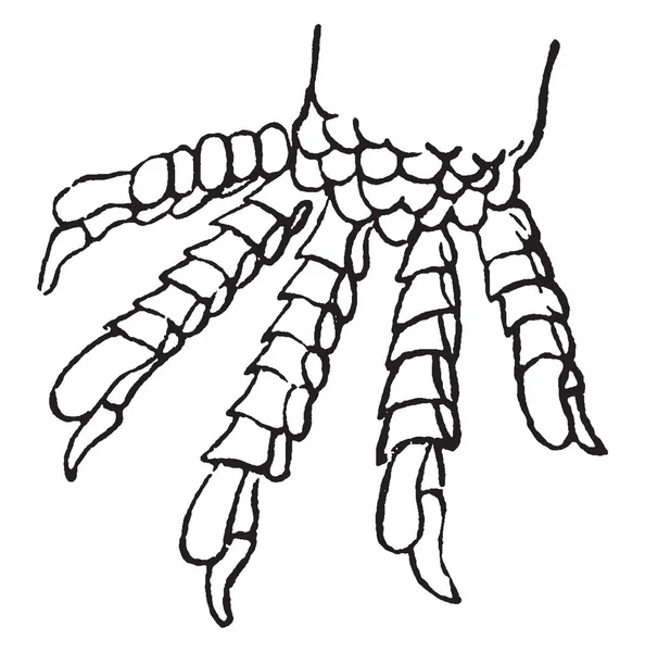 トカゲの爪が非常に長く 他のペット ビンテージの線の描画や彫刻図と同様に育てることができます — ストックベクタ
