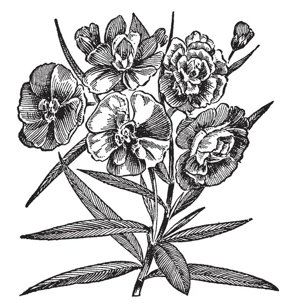 Una Classe Bellissimi Arbusti Sempreverdi Conosciuti Come Alloro Rosa Francia — Vettoriale Stock