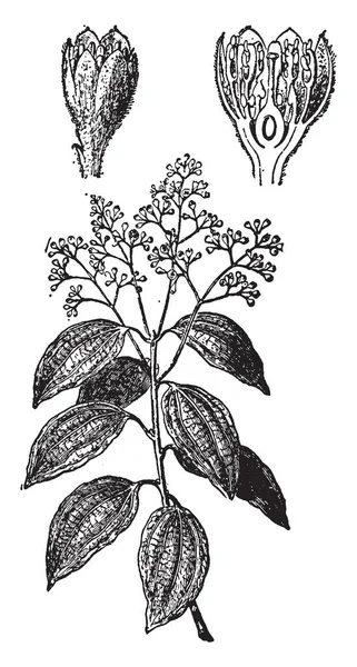 ヴィンテージの線描画彫刻イラストなど植物のさまざまな部分を示すシナモンの植物の写真 — ストックベクタ