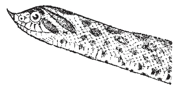 Hog Nosed Snake Nome Comum Para Várias Espécies Serpentes Colubridas — Vetor de Stock