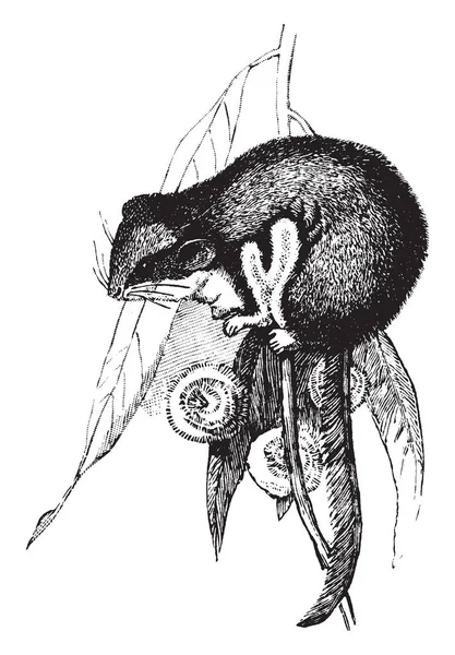 负鼠鼠标是中美洲负鼠的一个物种在家庭 Didelphidae 复古线条画或雕刻插图 — 图库矢量图片