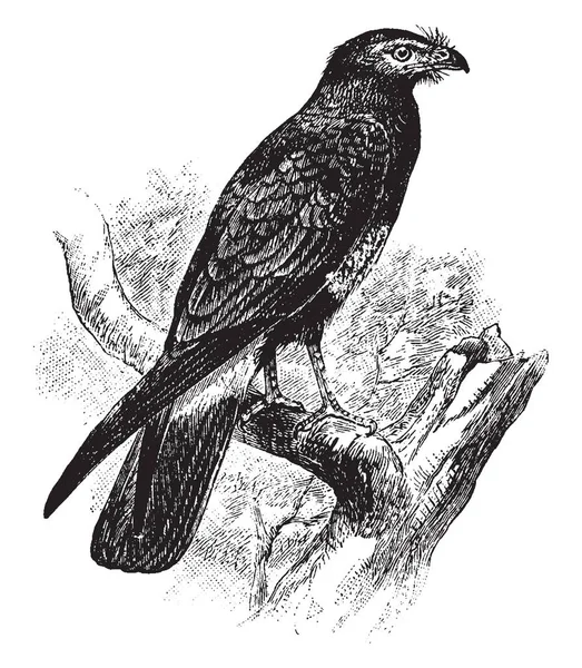 南美洲鹰有圆形鼻孔与中心结核 复古线条画或雕刻插图 — 图库矢量图片