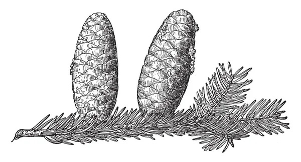 这幅图是苦瓜的松树锥 它显示树枝上的叶子和水果挂 复古线条画或雕刻插图 — 图库矢量图片