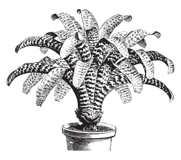 Massangea Hierogylphica 植物的素描 叶子是深绿色带状与紫色黑色 复古线条画或雕刻插图 — 图库矢量图片