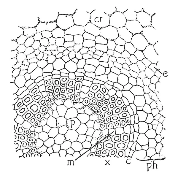 Questa Immagine Della Sezione Trasversale Botrychium Genere Felci Piante Vascolari — Vettoriale Stock