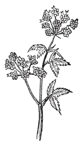 Une Image Montre Arracacha Plant Appartient Famille Des Radis Des — Image vectorielle