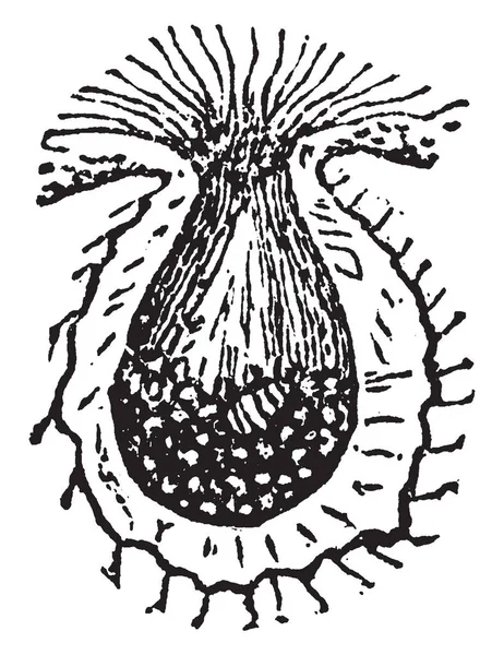 Fitch Qui Est Pou Galle Vigne Dessin Ligne Vintage Une — Image vectorielle