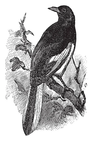 喜鹊罗宾栖息在一个分支 复古线条画或雕刻插图 — 图库矢量图片