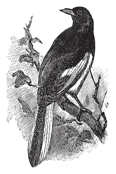 Magpie Robin Encaramado Una Rama Dibujo Línea Vintage Ilustración Grabado — Vector de stock