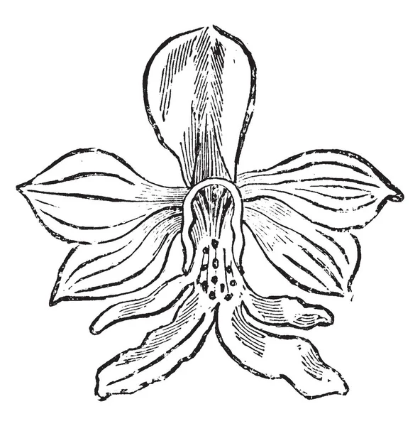 Цветок Calanthe Veratrifolia Цветы Чистые Белые Цветущее Растение Рисунок Винтажной — стоковый вектор
