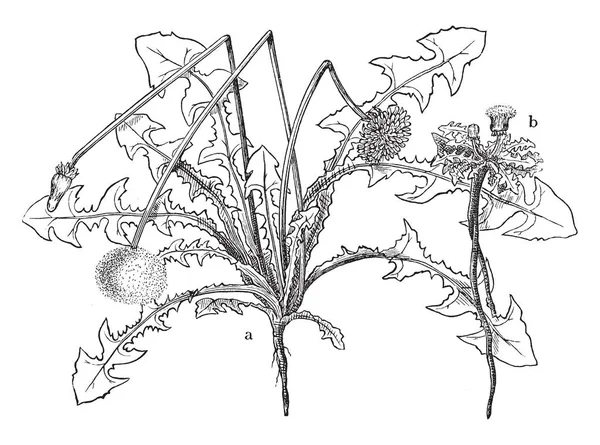 Dandelion Comum Uma Planta Herbácea Floração Perene Estes Também Conhecido —  Vetores de Stock
