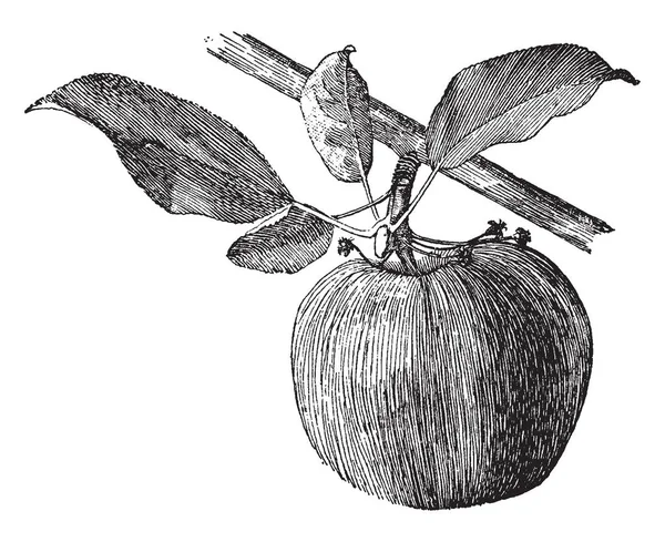 苹果在这个框架被称为苹果边芽 他们是树枝到苹果树的叶子挂在 复古线条画或雕刻插图 — 图库矢量图片