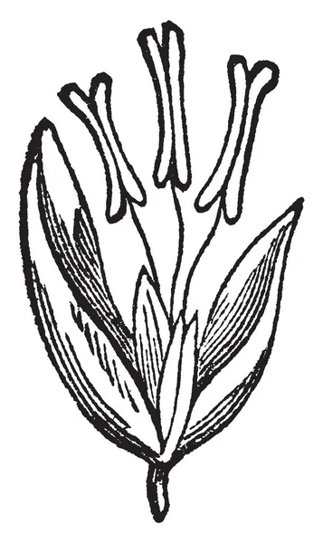 这张图片显示的是红顶草花 里面的花柱头和花药有一些隔膜的缺点 复古线画或雕刻插图 — 图库矢量图片