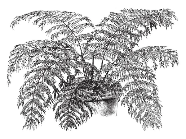 Nephrodium 藓鸡冠沿尖锐齿叶边缘 Nephrodium 藓鸡冠是一个花园形式与羽片好奇地分叉和冠 它展示了用于装饰的植物 复古线条画或雕刻插图 — 图库矢量图片
