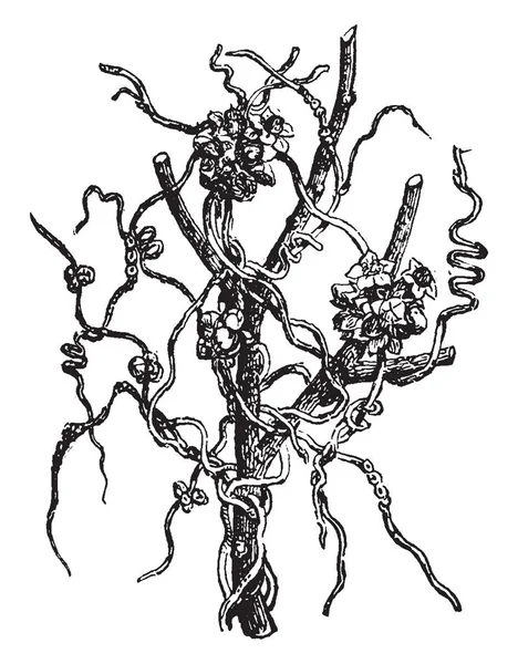 ネナシカズラとして知られている Amarbel 植物や登山家のような木に沿って成長し ヴィンテージの線描画や彫刻イラストから栄養物を得る植物寄生虫 — ストックベクタ