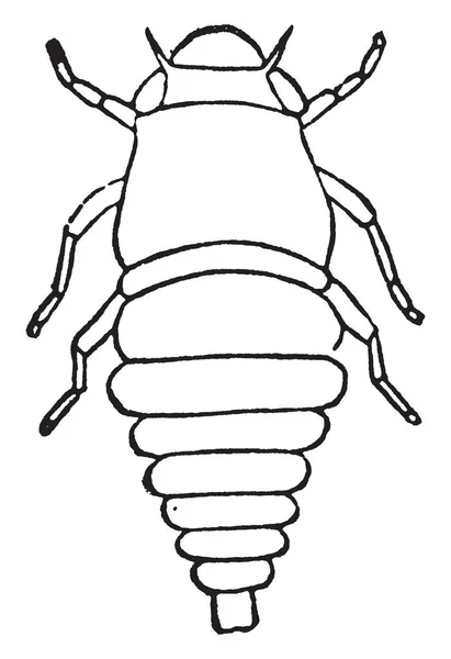 Spittlebug は半翅目の昆虫 ビンテージの線描画や彫刻イラストのグループ — ストックベクタ
