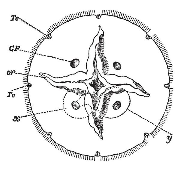 Aurelia Aurita Die Position Der Öffnungen Der Untergenitalen Gruben Vintage — Stockvektor