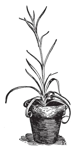 Esta Uma Imagem Planta Cravo Fácil Crescer Pote Desenho Linha — Vetor de Stock