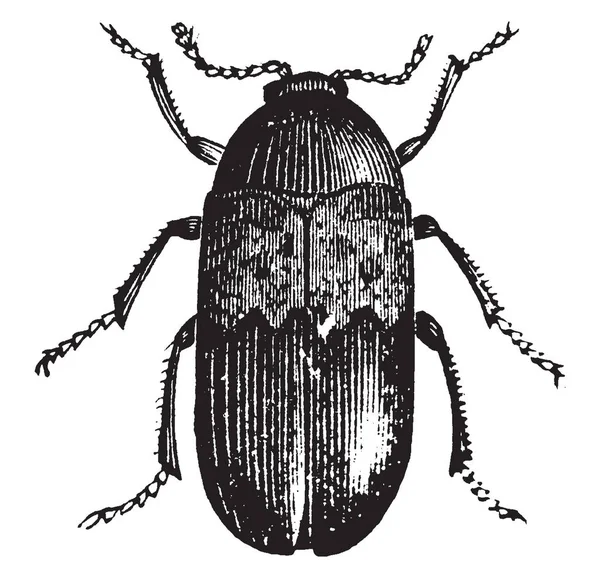 培根甲虫是非常破坏性的填充动物在博物馆 复古线画或雕刻插图 — 图库矢量图片