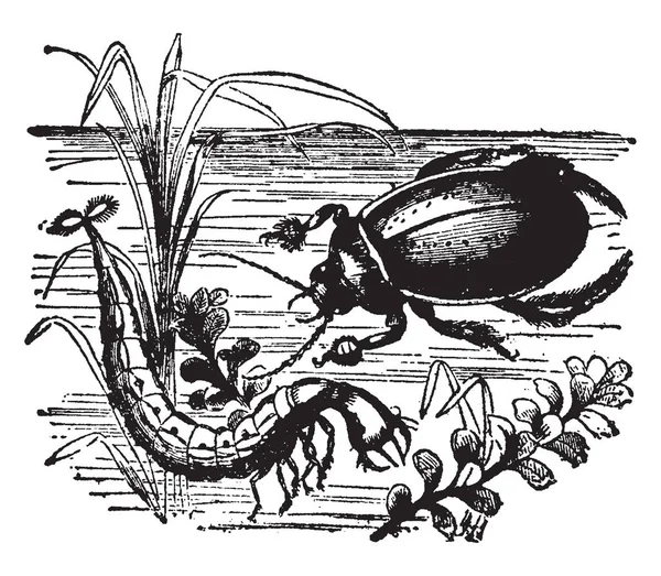 水甲虫是生活在水中或水中的甲虫 老式线条绘制或雕刻插图 — 图库矢量图片